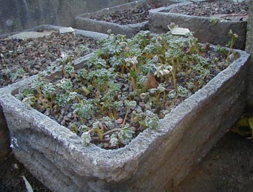 Corydalis Beth Evans, trough